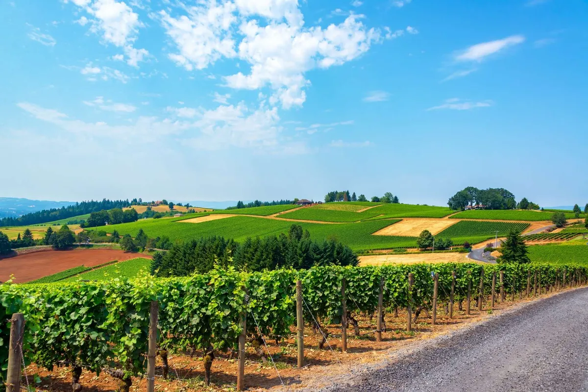 A sweeping view of picturesque vineyards and rolling hills under a blue sky, with a rustic dirt road leading through the landscape. The scene captures the heart of Oregon wine country, evoking both adventure and tranquility.